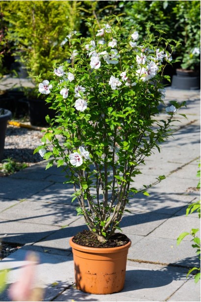 Гібіскус у горщику. 